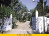 12327mimosa.jpg