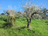 15216solemargherita6.JPG
